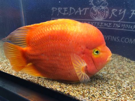Super Red Mammon Cichlid / Cichlasoma Sp. for Sale Online.